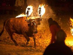 Испания: попытки спасти быков закончились арестами