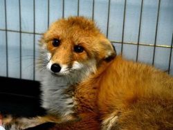 На Урале ищут временный дом для лисы, попавшей в ДТП