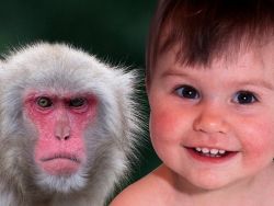 Трехлетние дети легко понимают обезьян