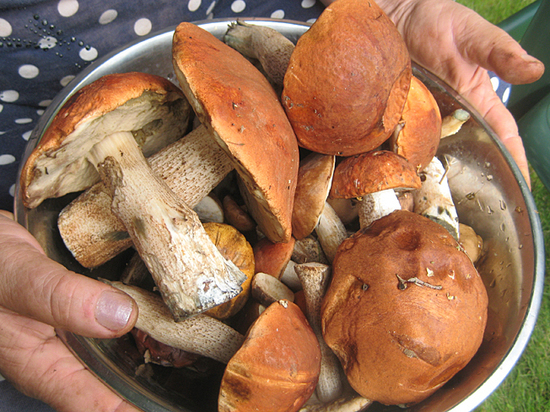 Отравление грибами: эксперт рассказал, что от него спасет
